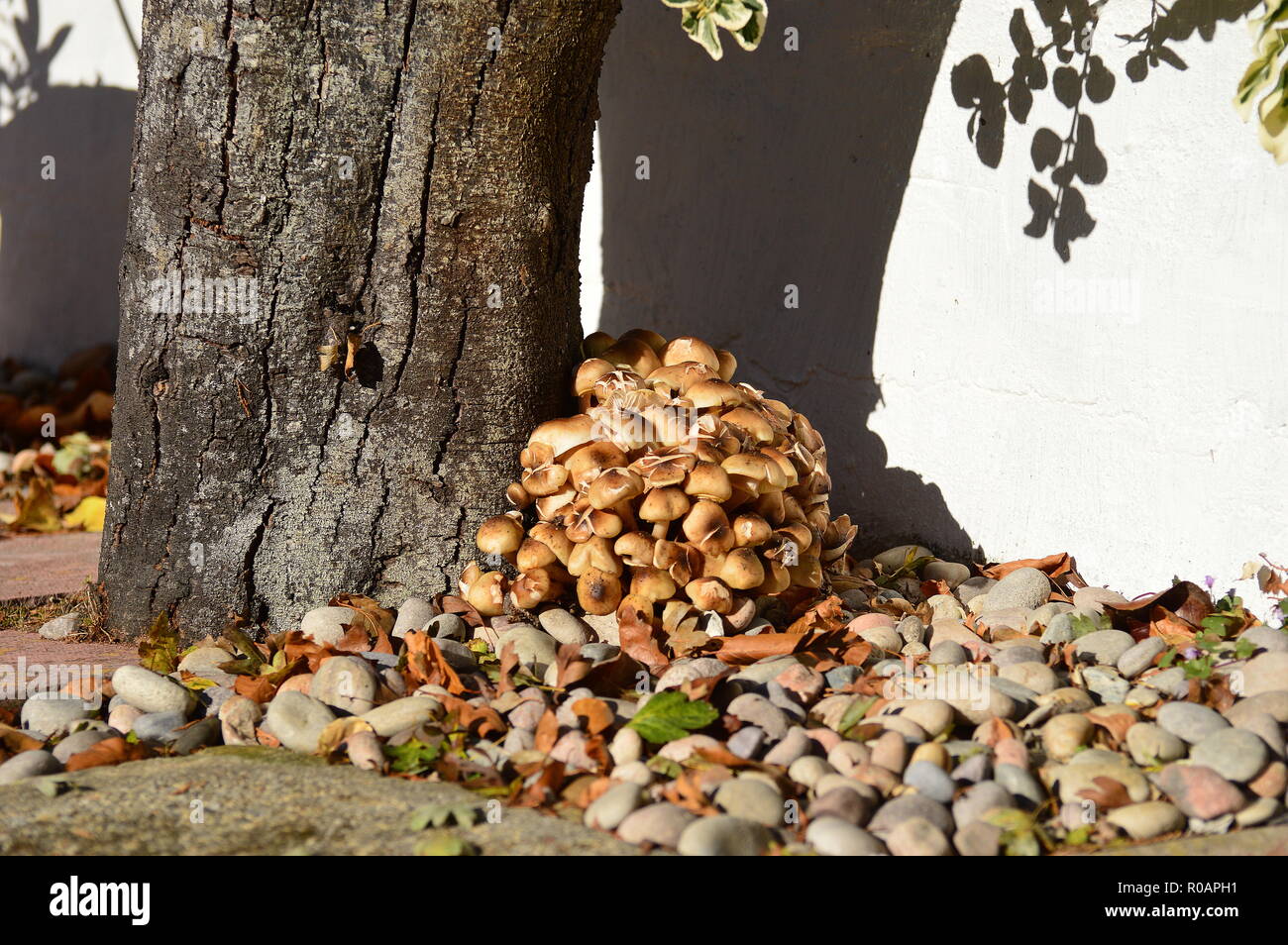 Gruppo Toadstool Foto Stock