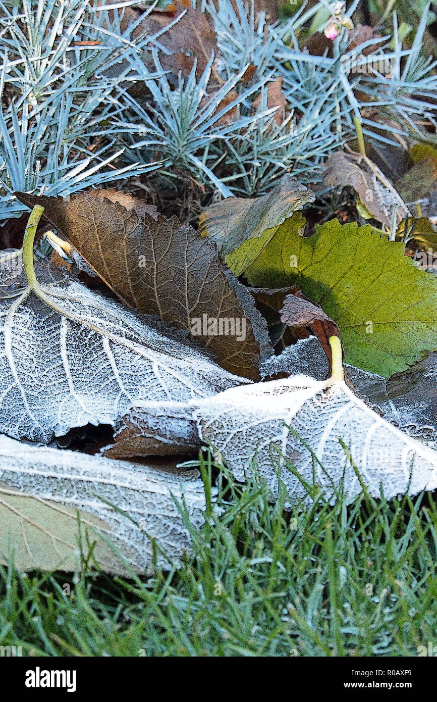 Foglie cadute a terra nel gelo forma ritratto. Foto Stock