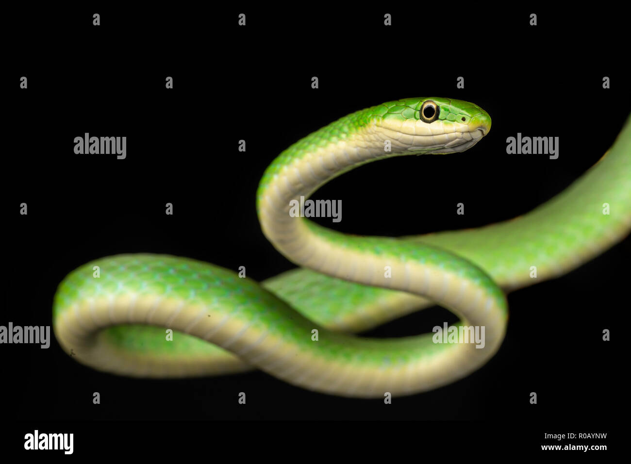 Opheodrys aestivus / ruvido serpente verde Foto Stock