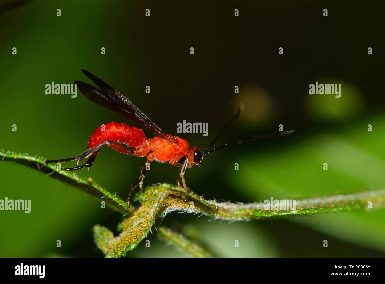 Un colorato luminosamente braconid wasp dal Agathidinae sottordine. Questi molto colorato di rosso vespe sono parassiti e depongono le loro uova su bruchi. Foto Stock
