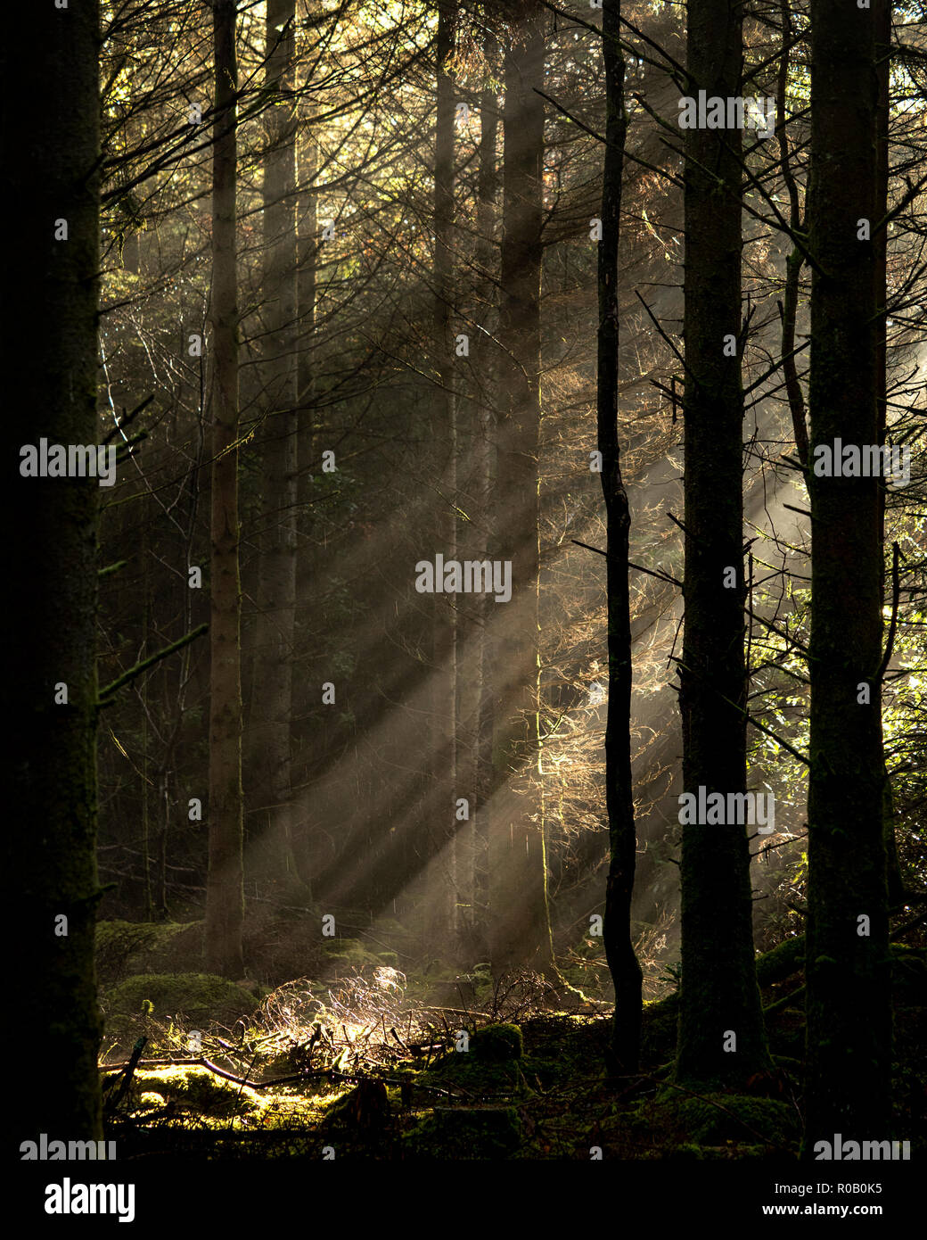 Raggi crepuscolari streaming attraverso gli alberi nei boschi Glengarra, Cahir, Co. Tipperary in mattina presto in autunno. Foto Stock