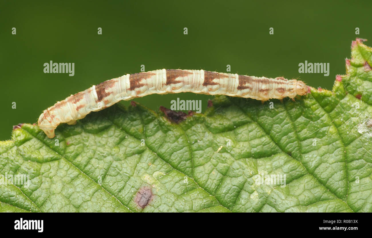 V-Pug moth caterpillar (Chloroclystis v-ata) strisciando sul bordo della foglia di rovo. Tipperary, Irlanda Foto Stock