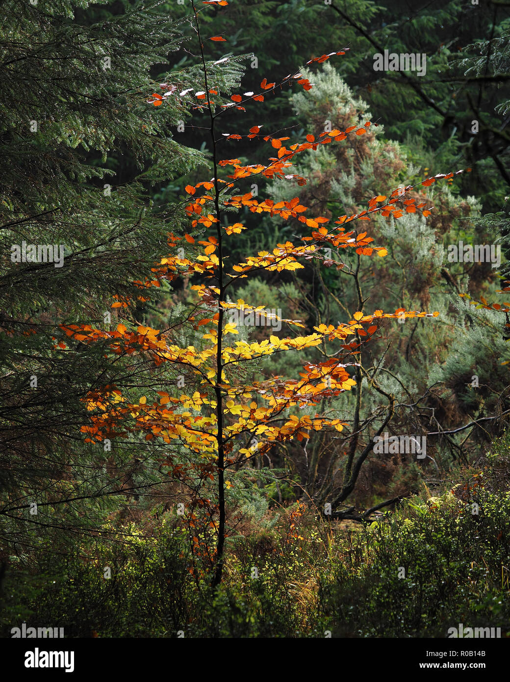 Giovani faggio con foglie di autunno spicca in Glengarra boschi, Cahir, Co. Tipperary Foto Stock