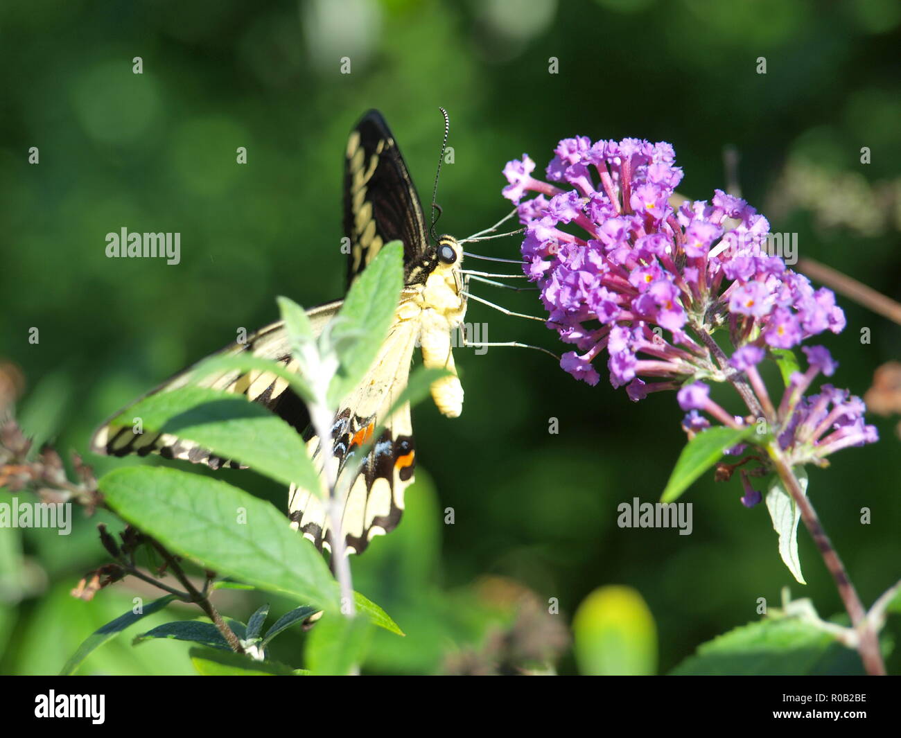 Giallo e Nero a coda di rondine Butterfly. - OL73146 Foto Stock