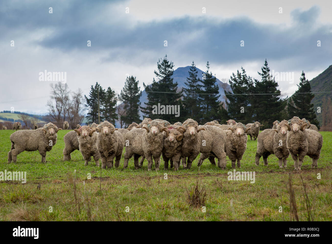 Un gregge di pecore merino con le corna sulla testa di un high country farm in Nuova Zelanda Foto Stock