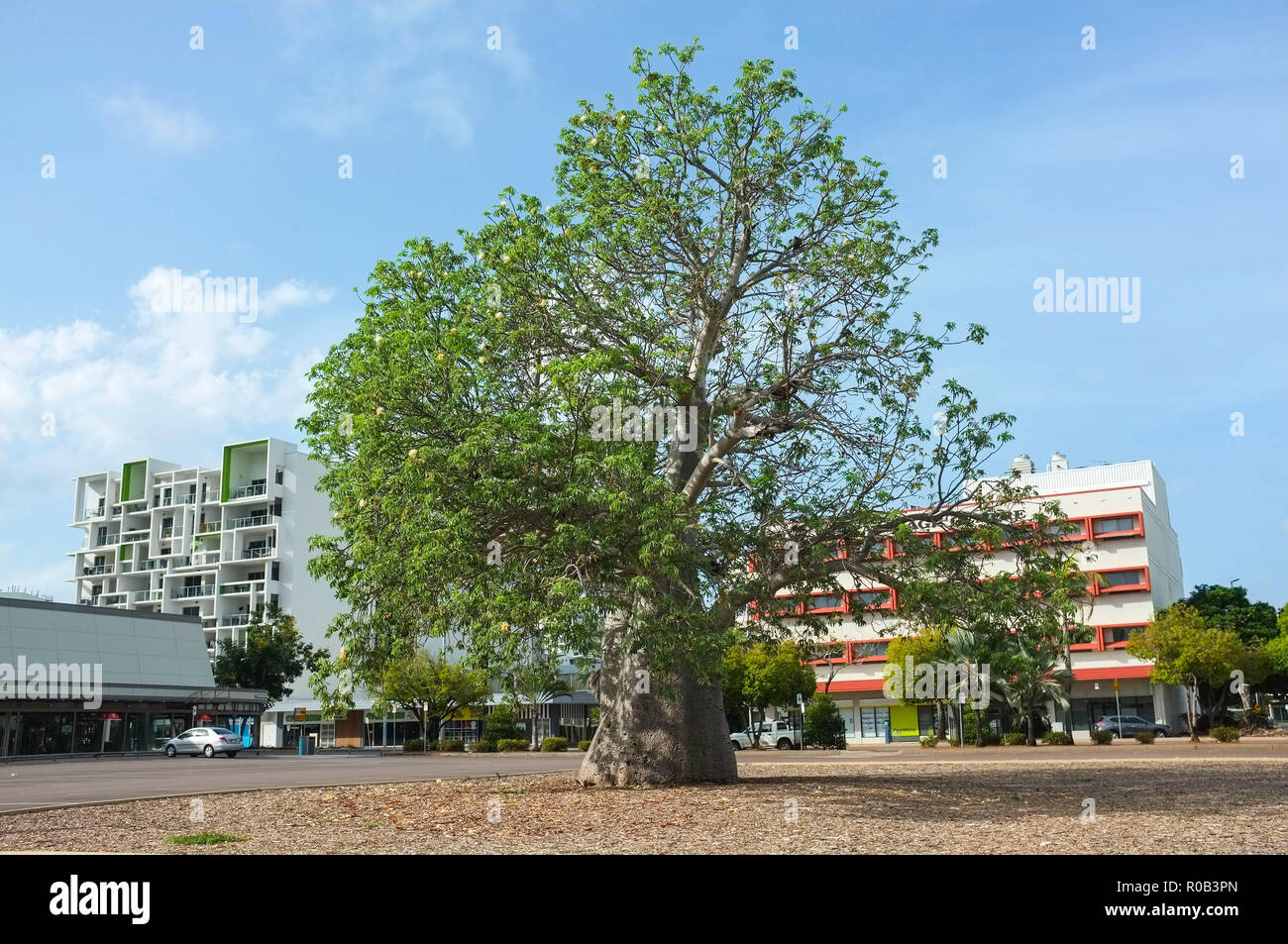 Il Boab Tree in Darwin Post Office parcheggio è stato piantato nel tardo Ottocento e contrassegnare il sito della città di Darwin prima scuola primaria. Foto Stock