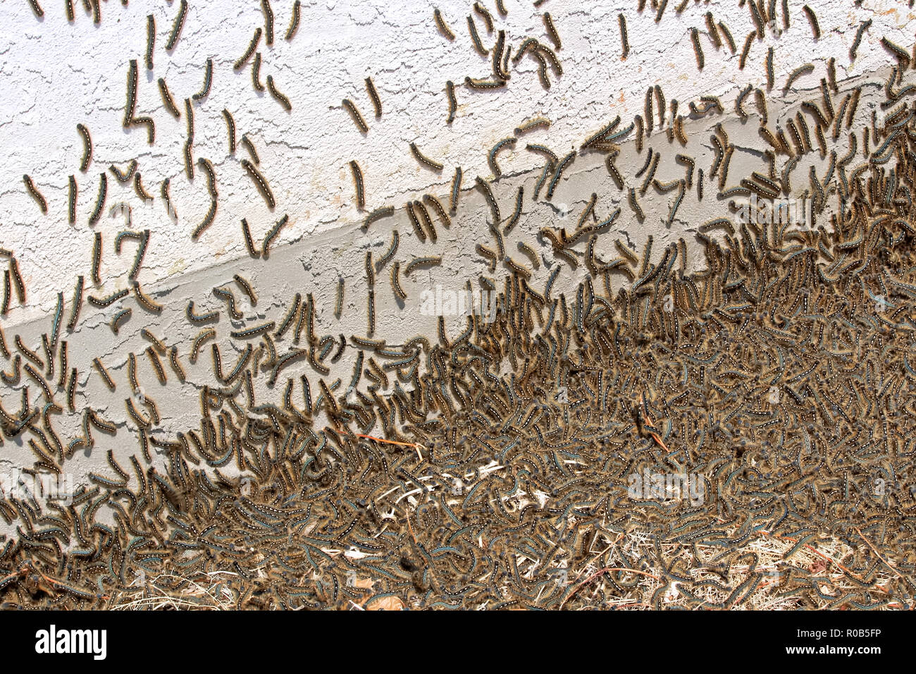 Tenda bruchi raccogliere in masse durante un epidemia Foto Stock