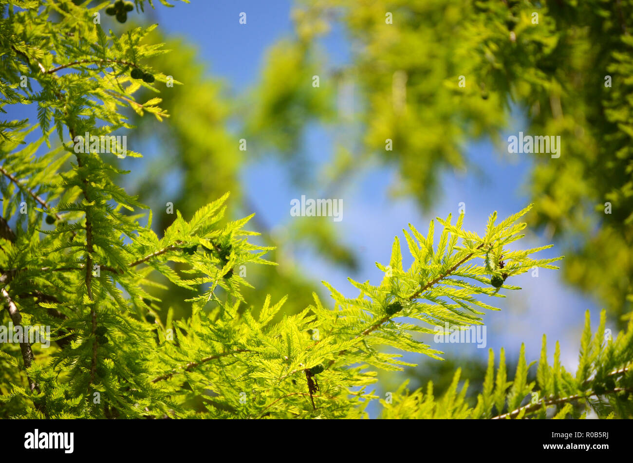 La natura nel suo massimo splendore. Paesaggi, uccelli, fiori e giardini Foto Stock