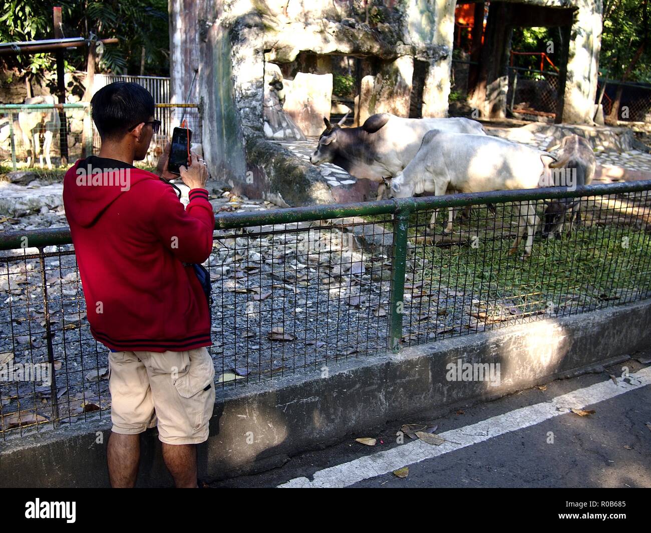 La città di Manila, Filippine - 1 Novembre 2018: Parco i visitatori godere la vista, attrazioni e gli animali all'interno di Manila Zoo. Foto Stock