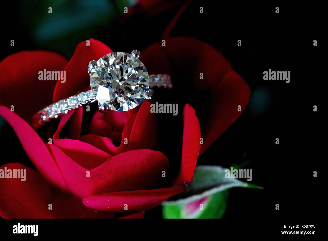 Platino Diamante anello su una rosa rossa Foto Stock
