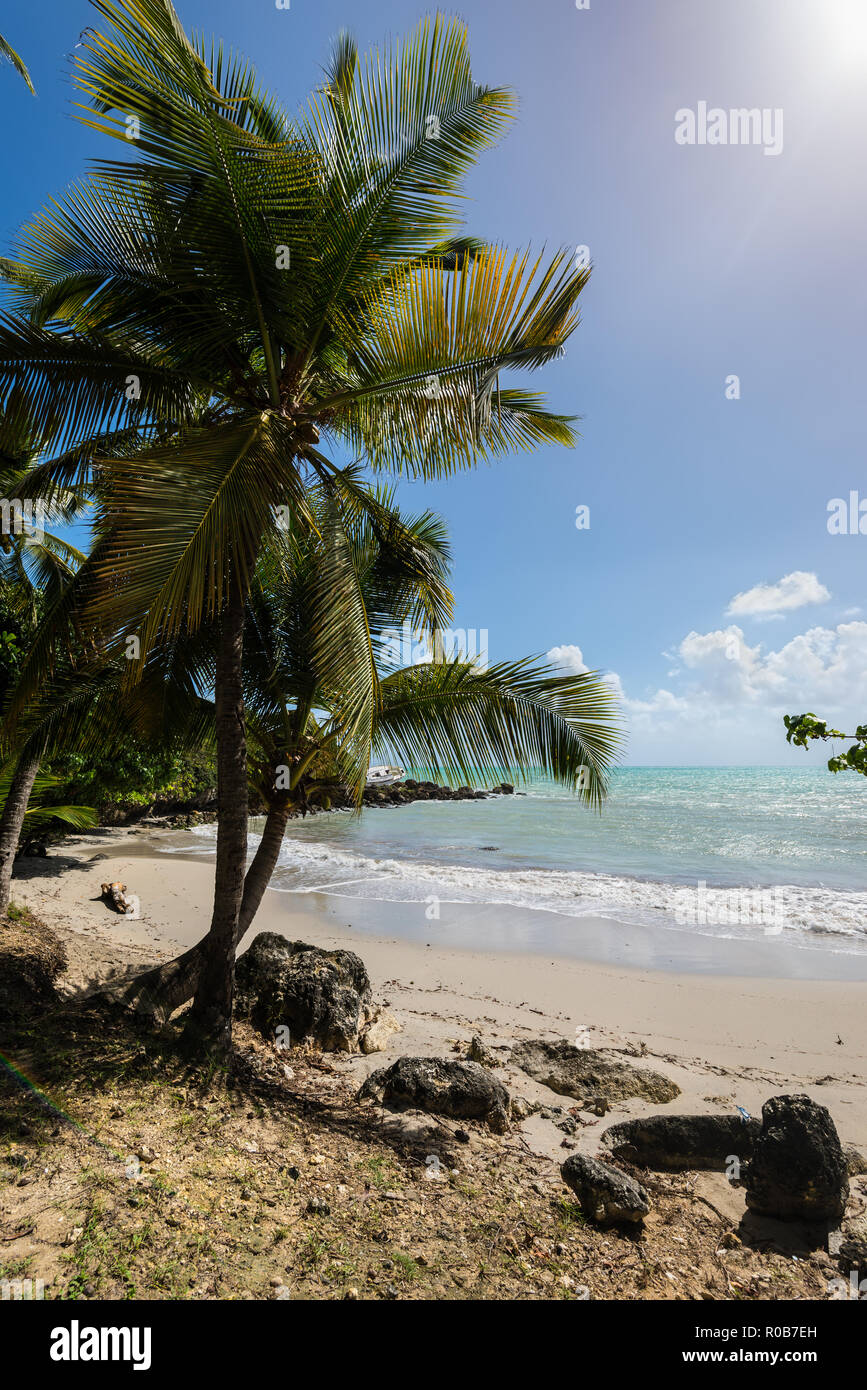 Paradise Laguna beach e palme, Le Gosier in Guadalupa isola dei Caraibi Foto Stock