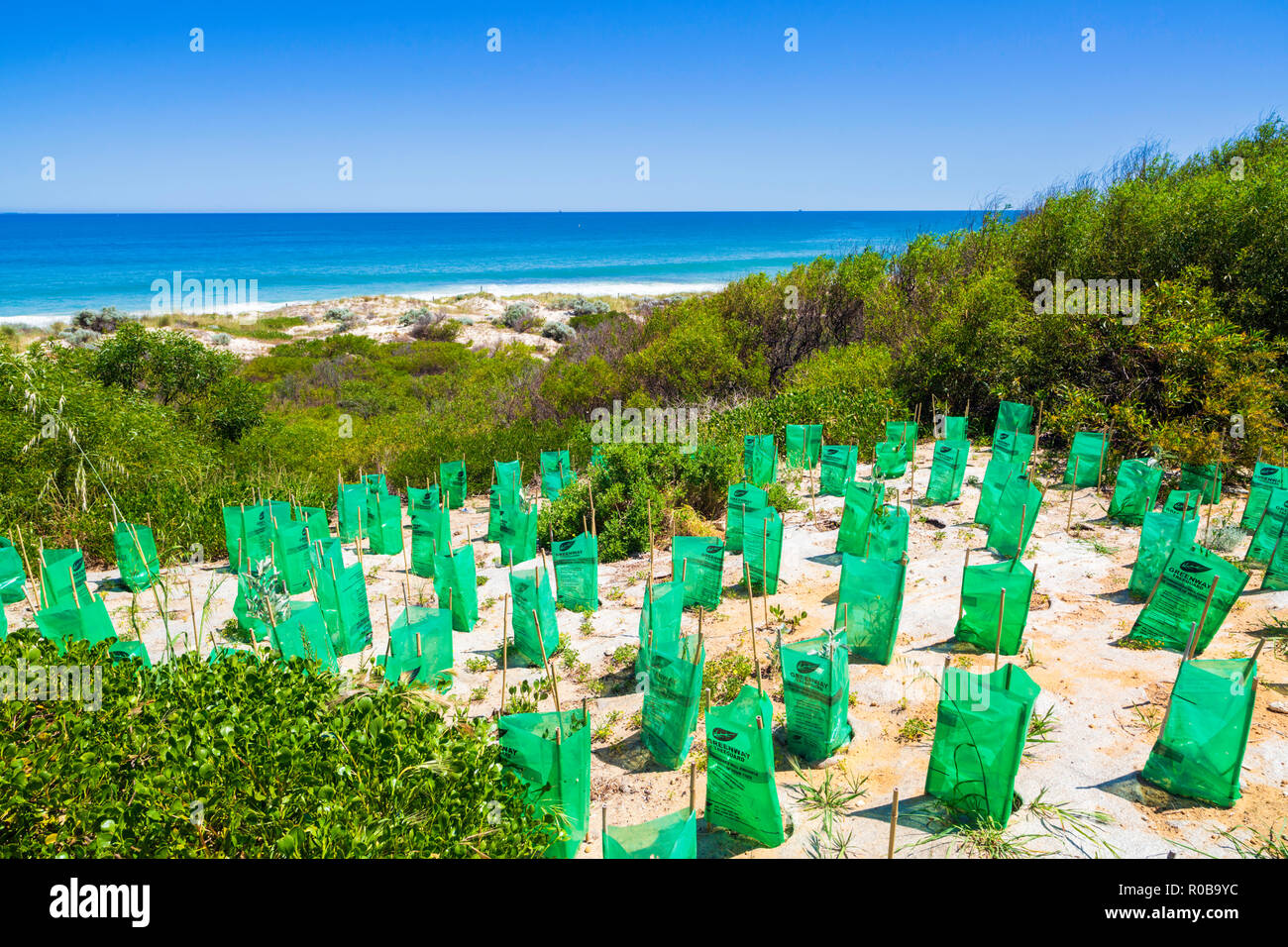 Nuove piante native con piantina protettori piantato in una duna di sabbia Area di Conservazione a Cottesloe Beach, Foto Stock