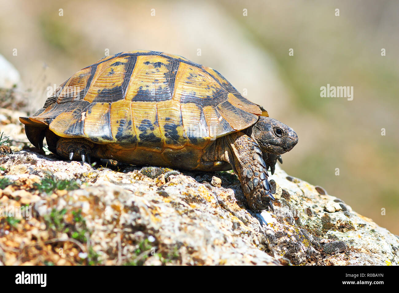Vista di profilo di Testudo graeca in habitat naturale, lo sperone-thighed tortoise a piena lunghezza animale Foto Stock