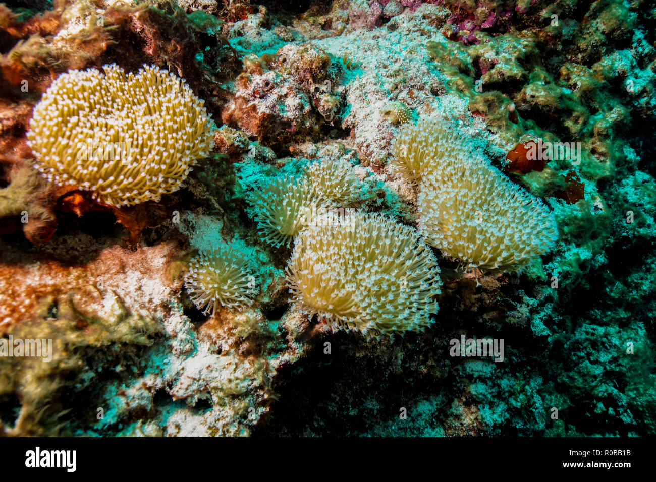 Goniopora colonna Coral presso le Maldive Foto Stock