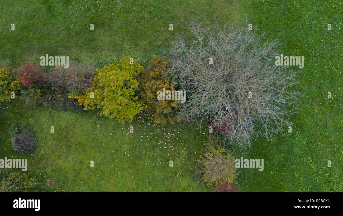 Top down vista aerea del giardino recinto ricoperta da alberi e cespugli, fogliame autunnale verde prato, nessuno, home giardinaggio, foglie colorate Foto Stock