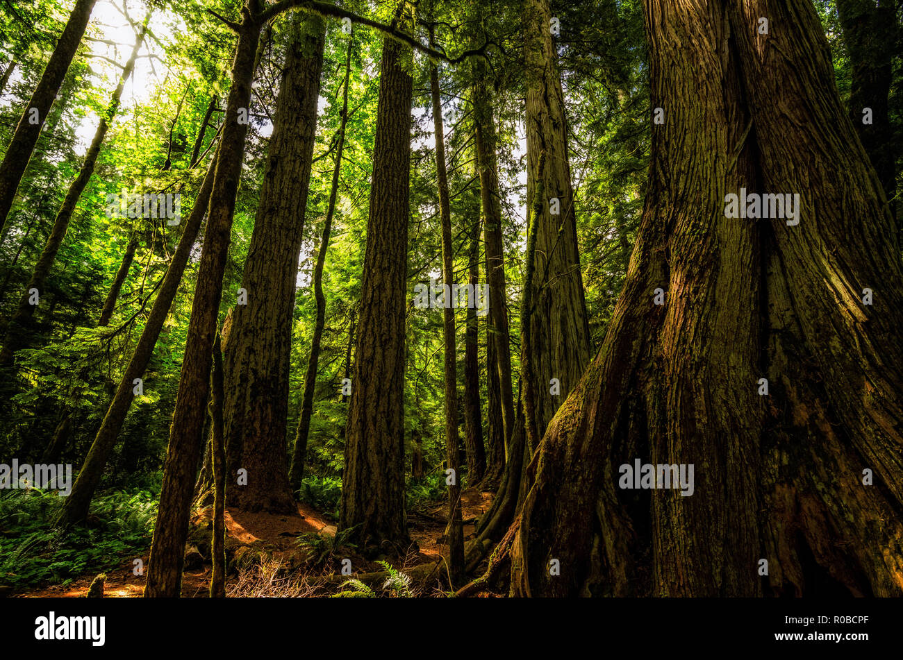 Soft sunbeam cadere sui vecchi alberi di cedro/Redwood alberi in MacMillan Parco Provinciale - Cattedrale Grove - Isola di Vancouver - British Columbia - Canada Foto Stock