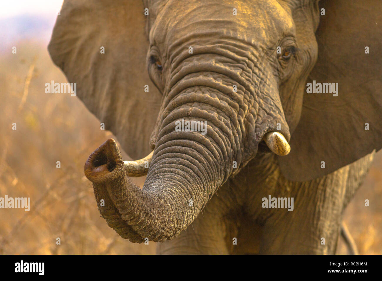 Proboscide dell'elefante africano sul primo piano, Loxodonta, parte di popolari Big Five. Game Drive safari in Madikwe Game Reserve, Sud Africa. Vista anteriore verticale. Foto Stock
