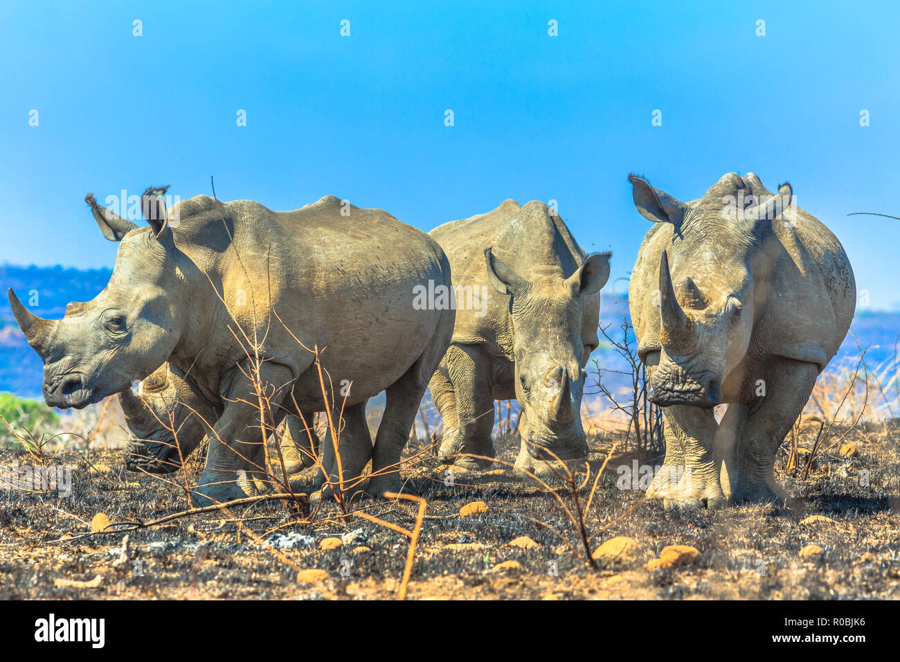 Quattro adulti il rinoceronte bianco in piedi nella savana di Hluhluwe-Imfolozi Park, Sud Africa. La riserva di caccia di Umfolozi ha la più alta concentrazione di rinoceronti nel mondo. Blue sky. Foto Stock