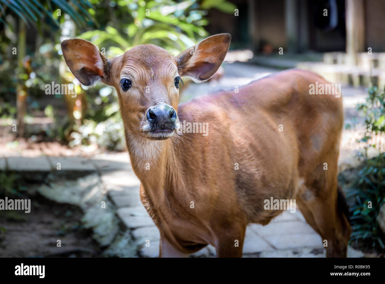 Rosolare vitello asiatica verticale sul isola di Bali, Indonesia Foto Stock