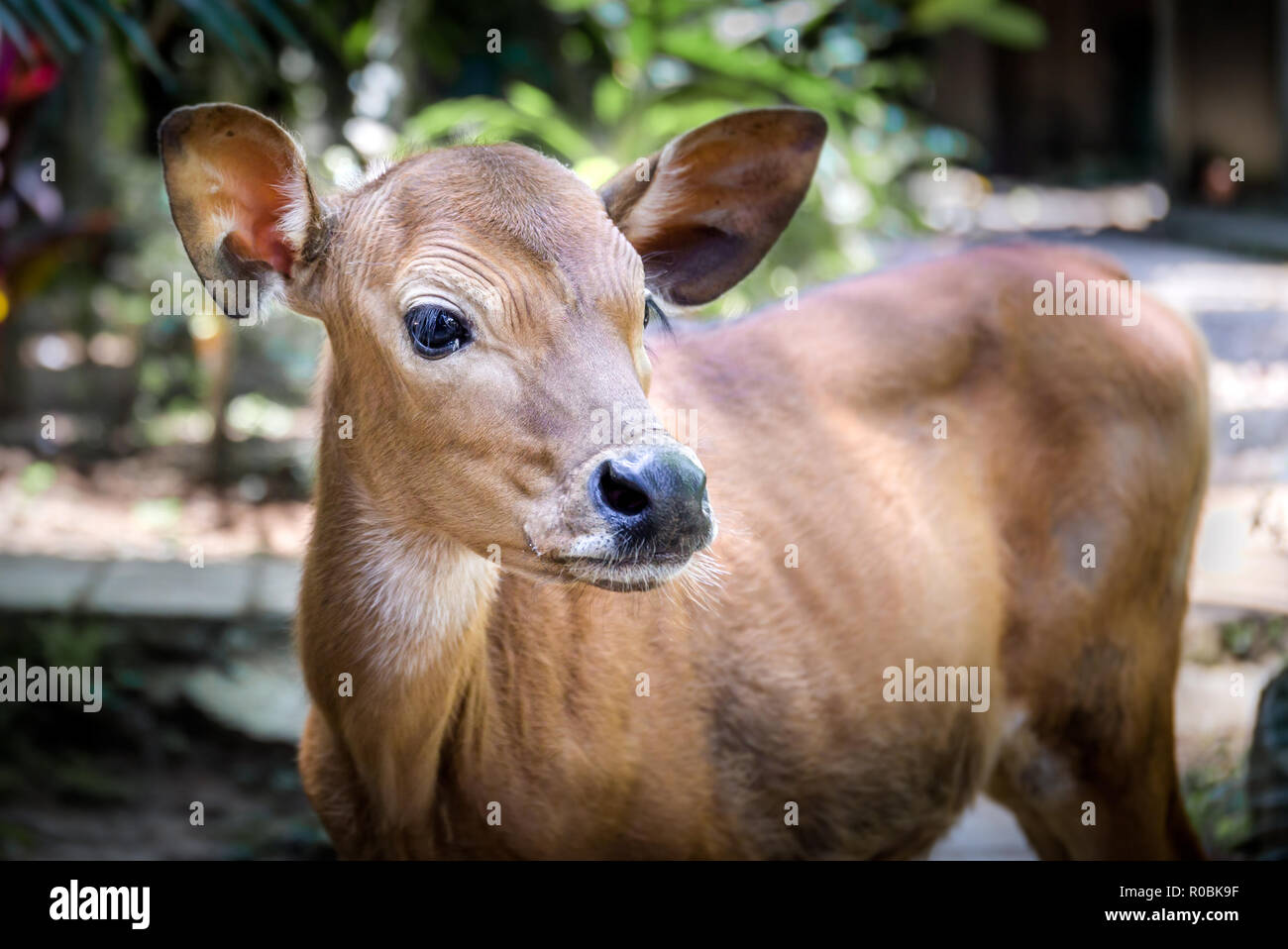 Rosolare vitello asiatica verticale sul isola di Bali, Indonesia Foto Stock