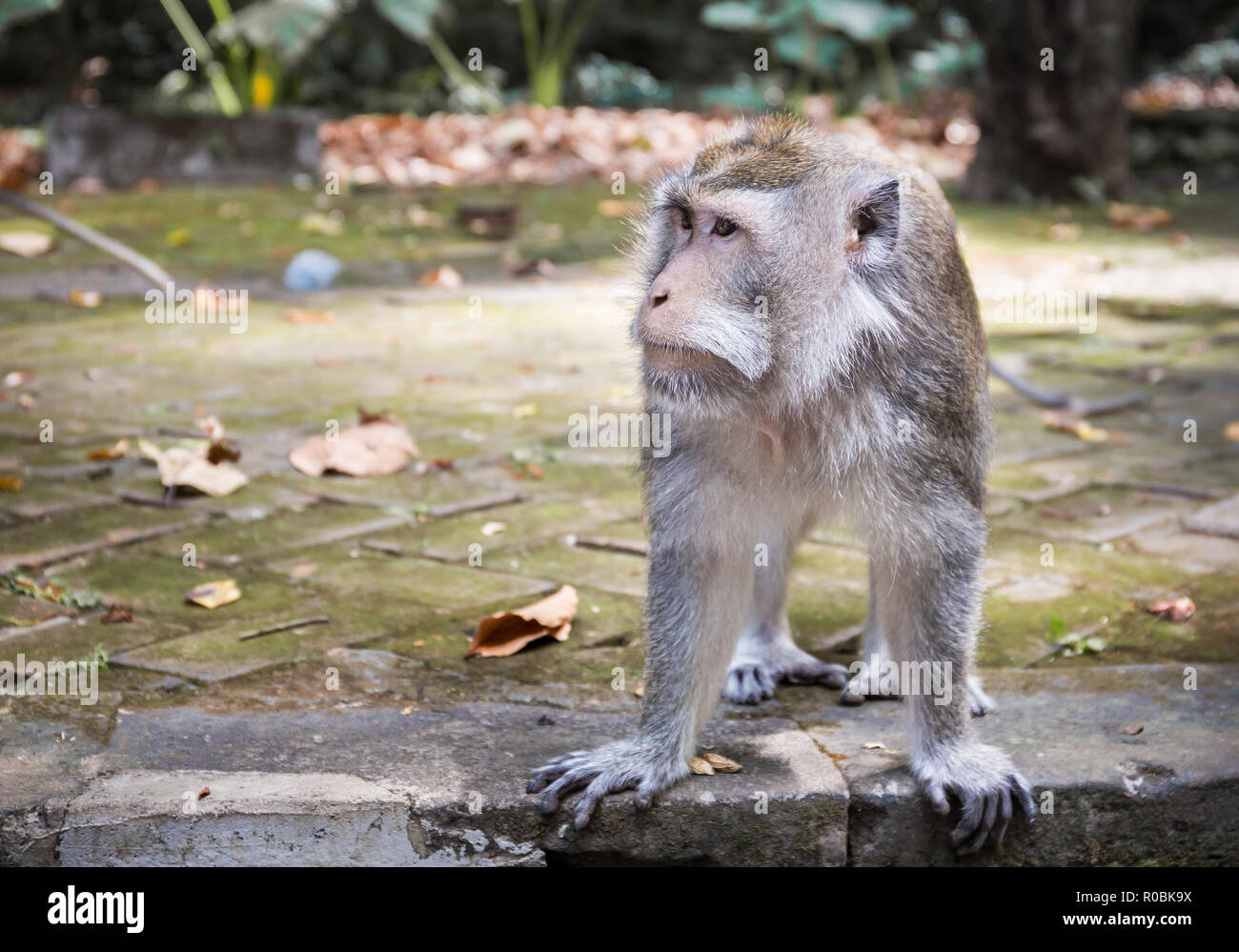 Adorabili e lunga coda Macaque sull isola di Bali in Indonesia Foto Stock