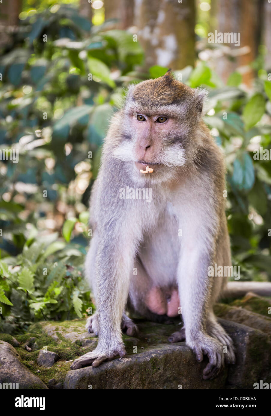 Adorabili e lunga coda Macaque sull isola di Bali in Indonesia Foto Stock