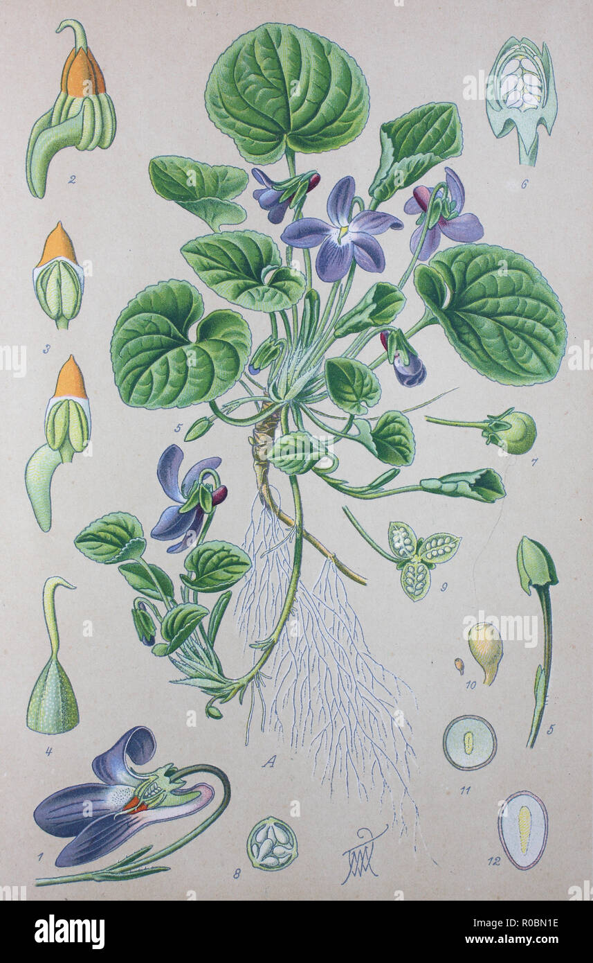 Miglioramento digitale ad alta qualità di riproduzione: Viola odorata è comunemente noto come il legno viola, viola mammola, inglese viola, viola comune, fioraio, viola o violetto giardino Foto Stock