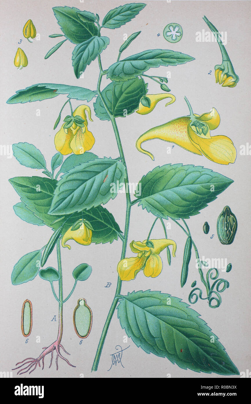 Miglioramento digitale ad alta qualità di riproduzione: Impatiens noli-tangere, touch-me-non balsamo, è una pianta erbacea annuale della famiglia Balsaminaceae Foto Stock