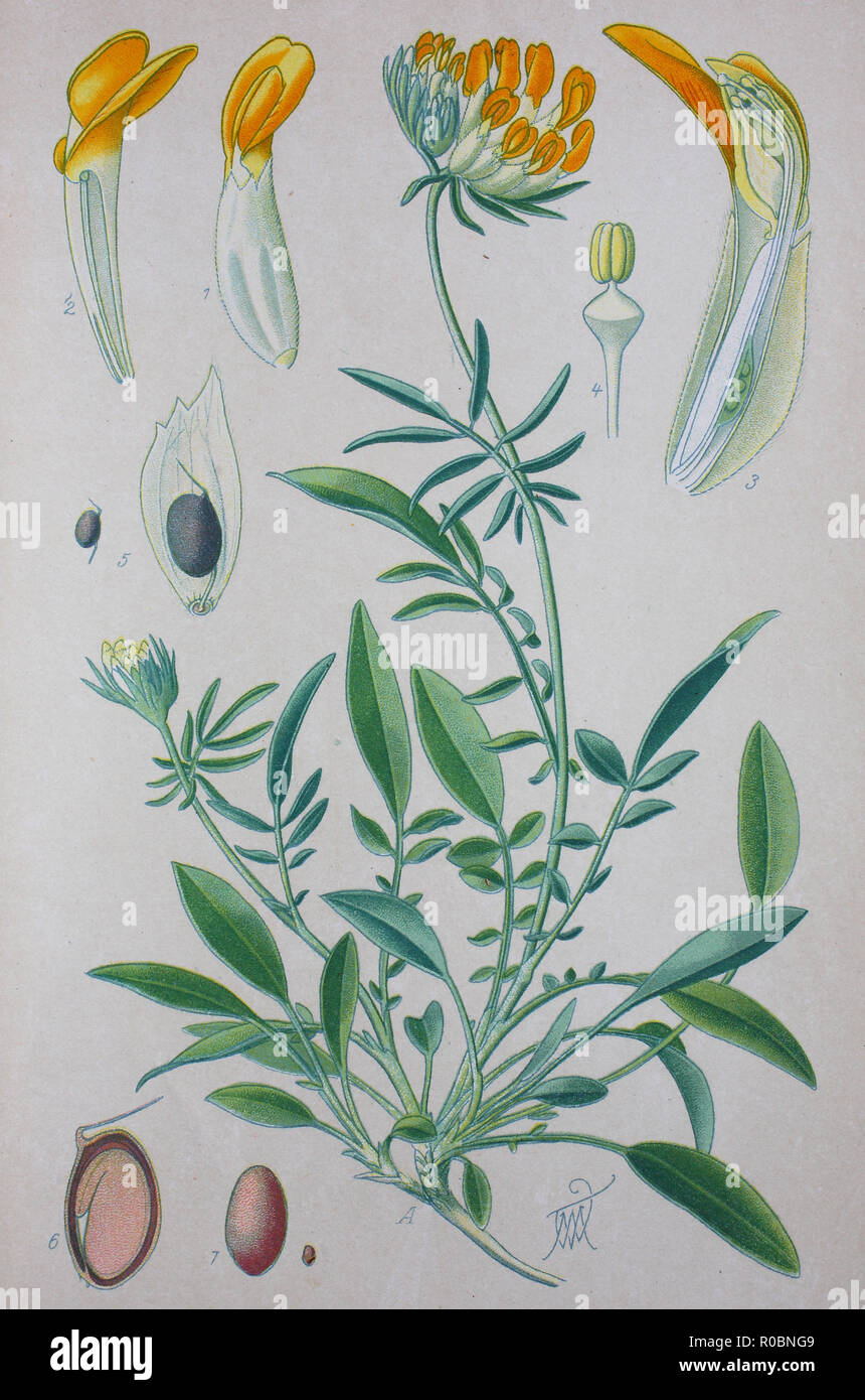 Miglioramento digitale ad alta qualità di riproduzione: Anthyllis vulneraria , comune kidneyvetch, rene veccia woundwort, è una pianta medicinale nativa per l'Europa Foto Stock