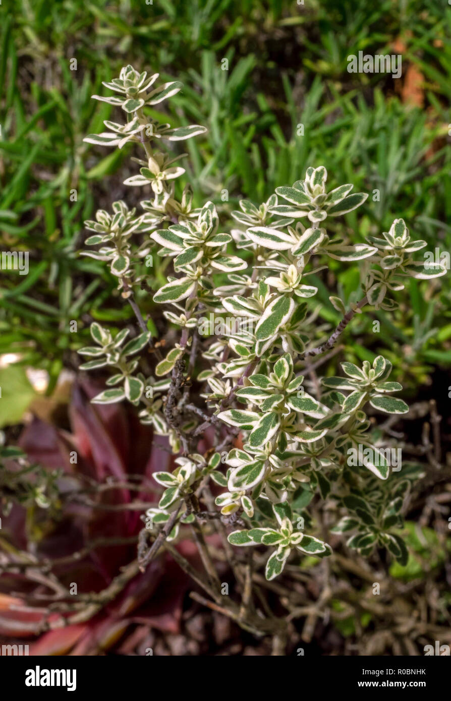 Origano, Origanum vulgare foglie in primavera. Origano Foto Stock