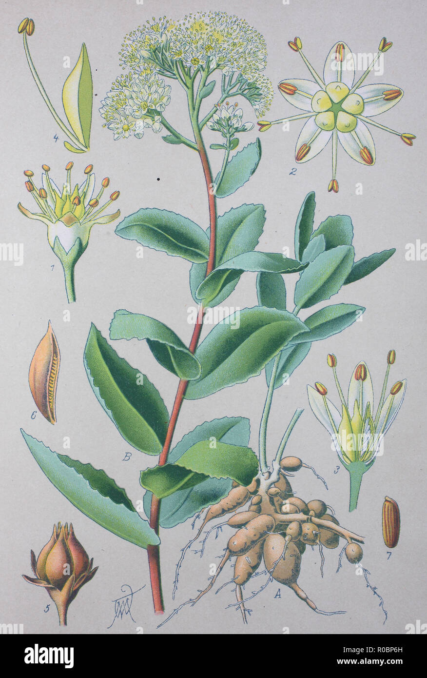 Miglioramento digitale ad alta qualità di riproduzione: Sedum album o white stonecrop, è una fioritura delle piante del genere Sedum nella famiglia Piante succulente | Dicotiledoni Foto Stock