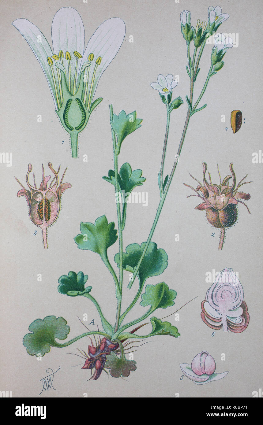 Miglioramento digitale ad alta qualità di riproduzione: Saxifraga granulata, comunemente chiamato prato sassifraga, è una specie di fioritura delle piante del genere Saxifraga nella famiglia Saxifragaceae Foto Stock