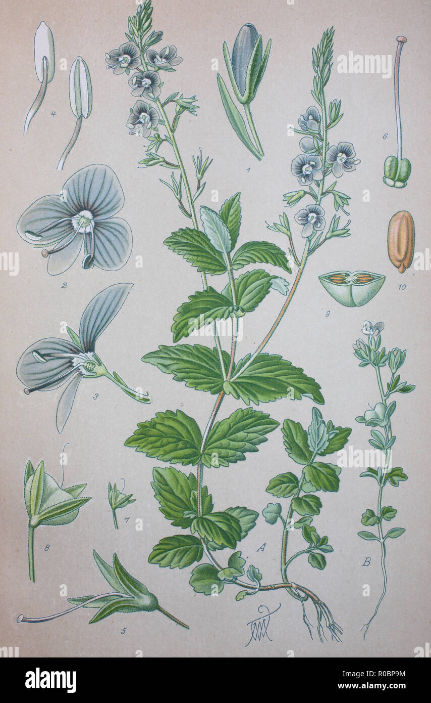 Miglioramento digitale ad alta qualità di riproduzione: Veronica chamaedrys, germander speedwell, Bird's-eye speedwell, cat gli occhi, è una pianta erbacea perenne specie di pianta flowering in piantaggine famiglia Plantaginaceae Foto Stock