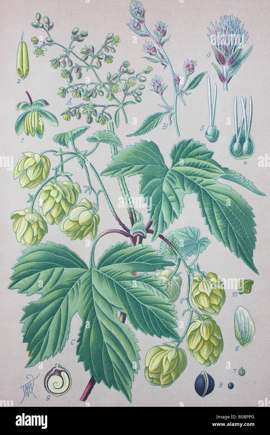 Miglioramento digitale ad alta qualità di riproduzione: Humulus lupulus, il luppolo o il luppolo è una specie di pianta flowering in famiglia della canapa, Cannabaceae, Foto Stock