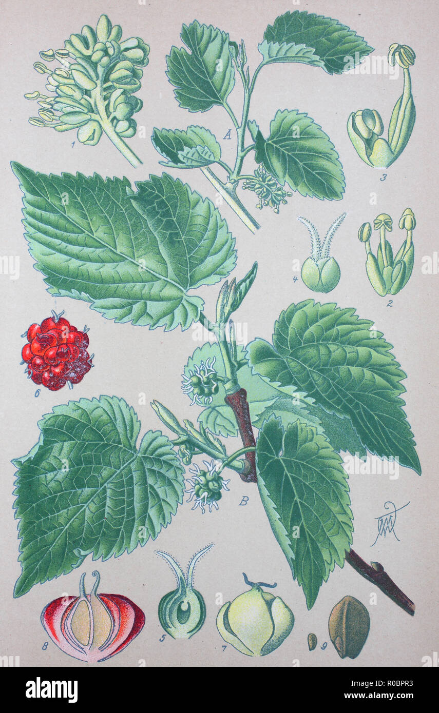 Miglioramento digitale ad alta qualità di riproduzione: Morus nigra, chiamato black mulberry o blackberry, non deve essere confuso con il more che sono diverse specie di Rubus, è una specie di pianta flowering in famiglia Moraceae Foto Stock