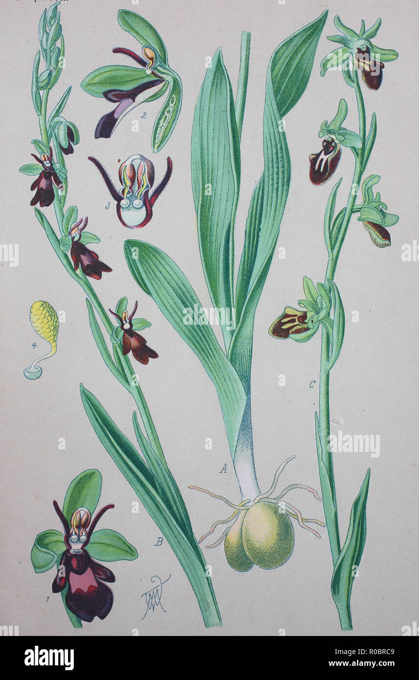 Miglioramento digitale ad alta qualità di riproduzione: Ophrys insectifera, fly orchid, è una specie di orchidee e il tipo specie del genere Ophrys Foto Stock