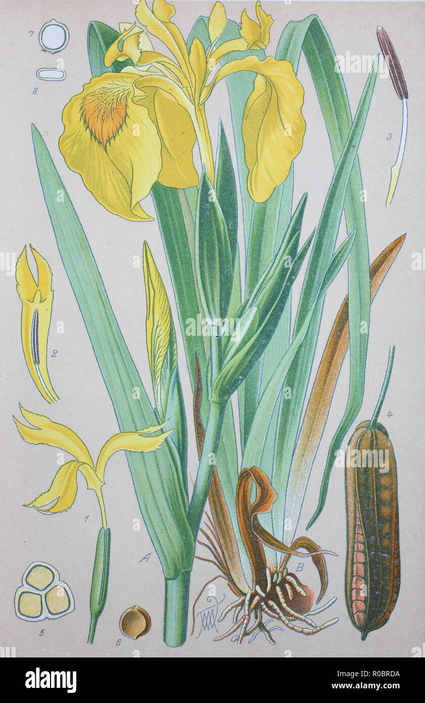 Miglioramento digitale ad alta qualità di riproduzione: Iris pseudacorus, bandiera gialla, iris gialla, acqua bandiera, è una specie di fioritura delle piante della famiglia Iridaceae Foto Stock