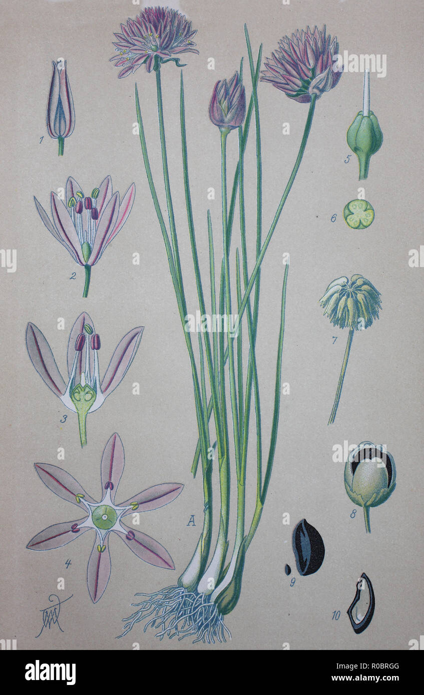 Miglioramento digitale ad alta qualità di riproduzione: erba cipollina, nome scientifico Allium schoenoprasum, sono una specie commestibili del genere Allium Foto Stock