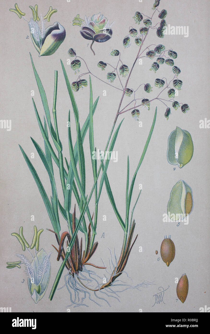 Miglioramento digitale ad alta qualità di riproduzione: Briza media è un'erba perenne nella famiglia Poaceae e è una specie del genere Briza Foto Stock