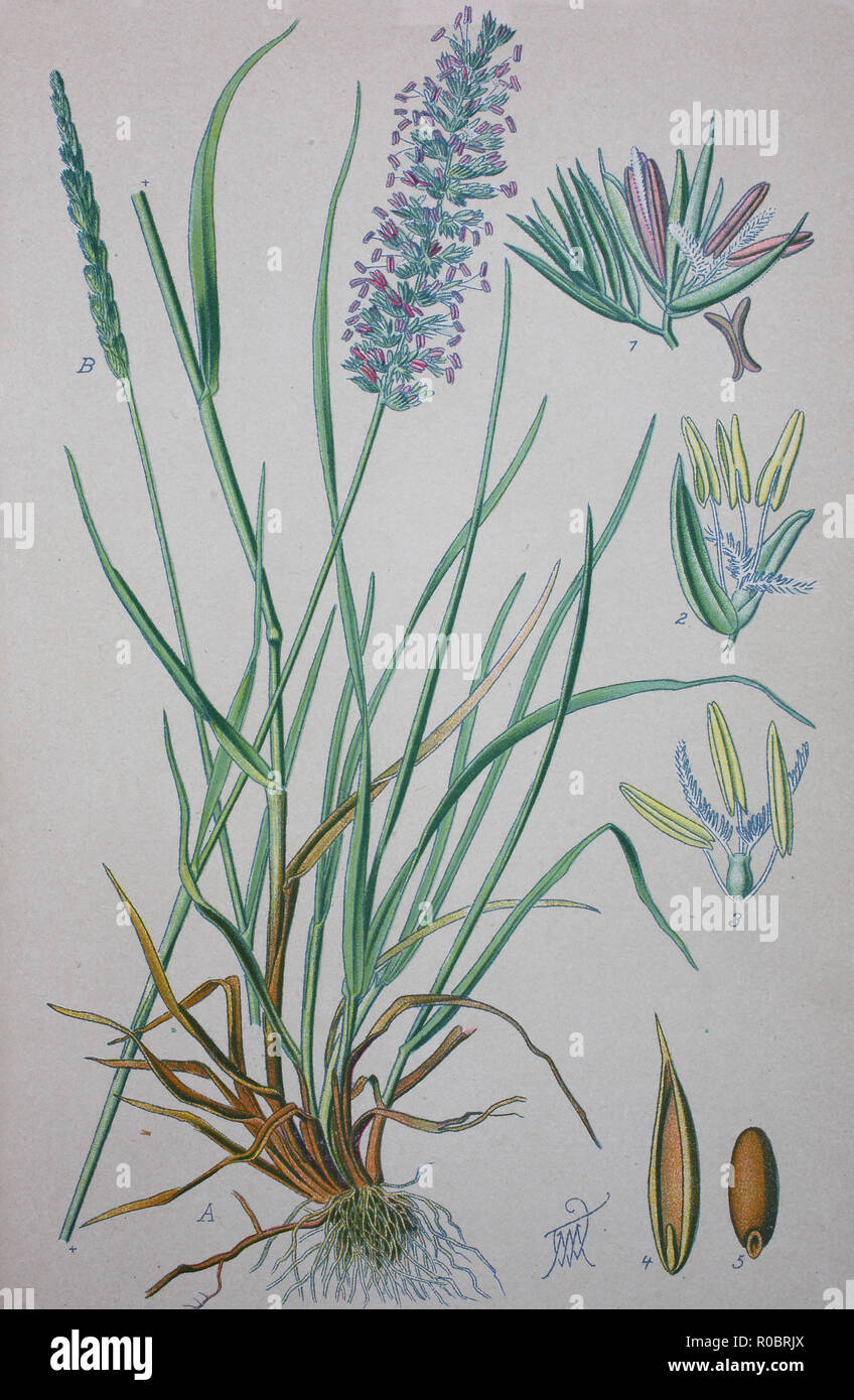 Miglioramento digitale ad alta qualità di riproduzione: Cynosurus cristatus, Crested dog-coda, è una breve durata di erba perenne nella famiglia Poaceae Foto Stock