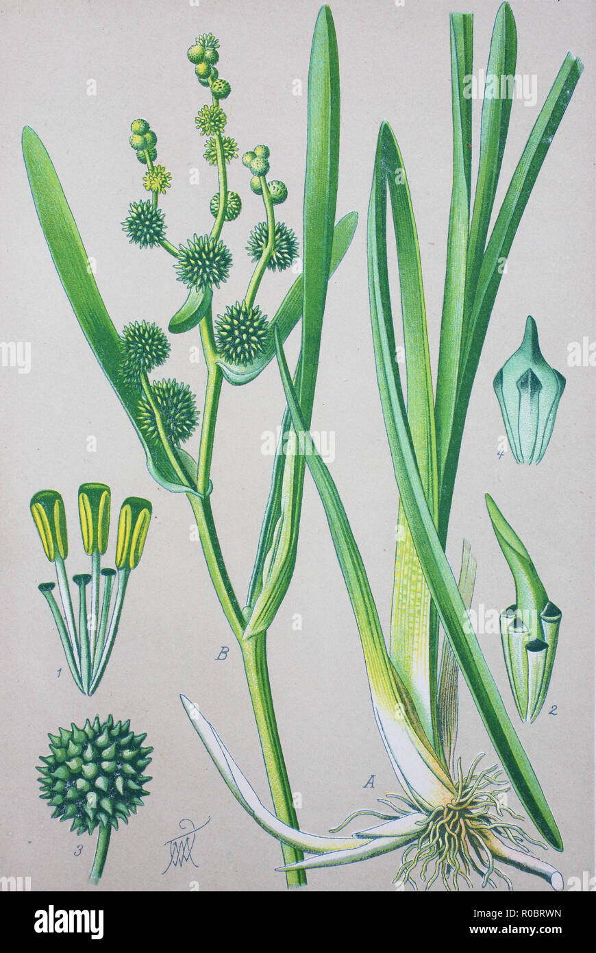 Miglioramento digitale ad alta qualità di riproduzione: Sparganium erectum, il simplestem bur-reed o ramificato bur-reed, è una pianta perenne specie in genere Sparganium Foto Stock