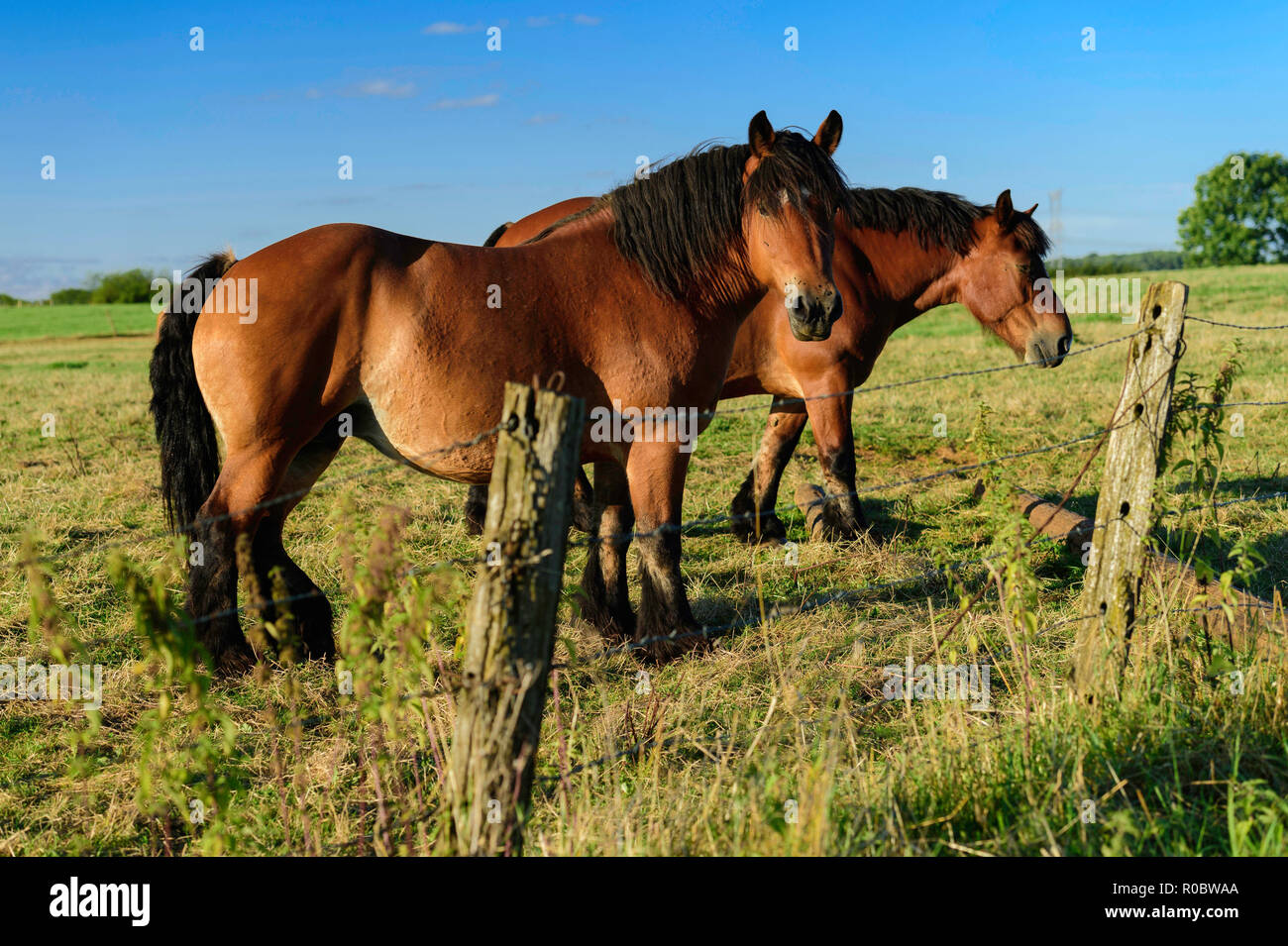 Dipartimento delle Ardenne (Francia nord-orientale): carrello Ardennais cavalli Foto Stock