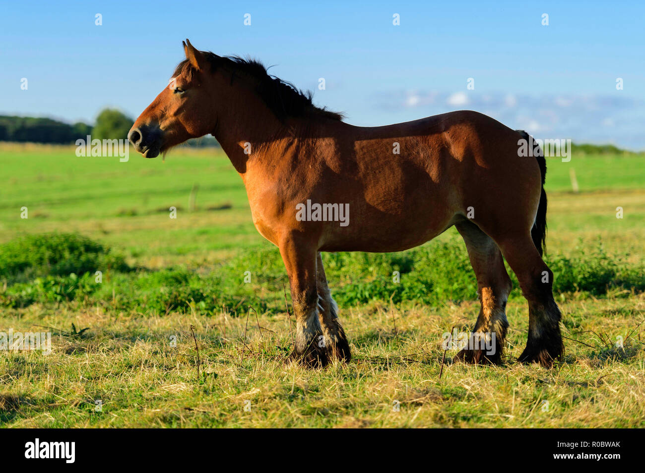 Dipartimento delle Ardenne (Francia nord-orientale): carrello Ardennais cavallo Foto Stock