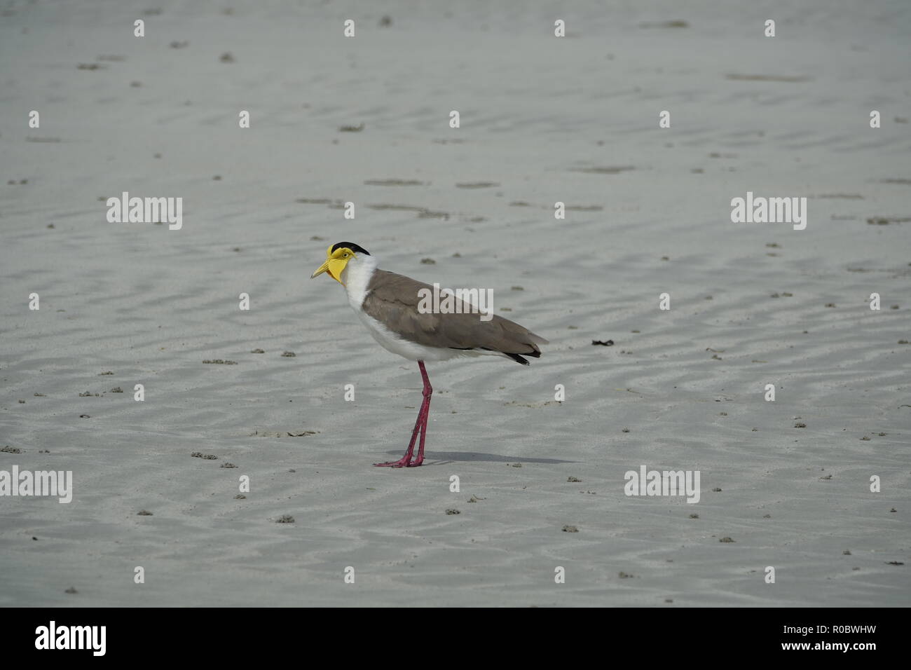 Masked pavoncella, mascherato Plover o Spur-Winged Plover,Vanellus miglia, Chili Beach, Cape York, Kutini-Payamu (ferro gamma Parco Nazionale), Australia Foto Stock