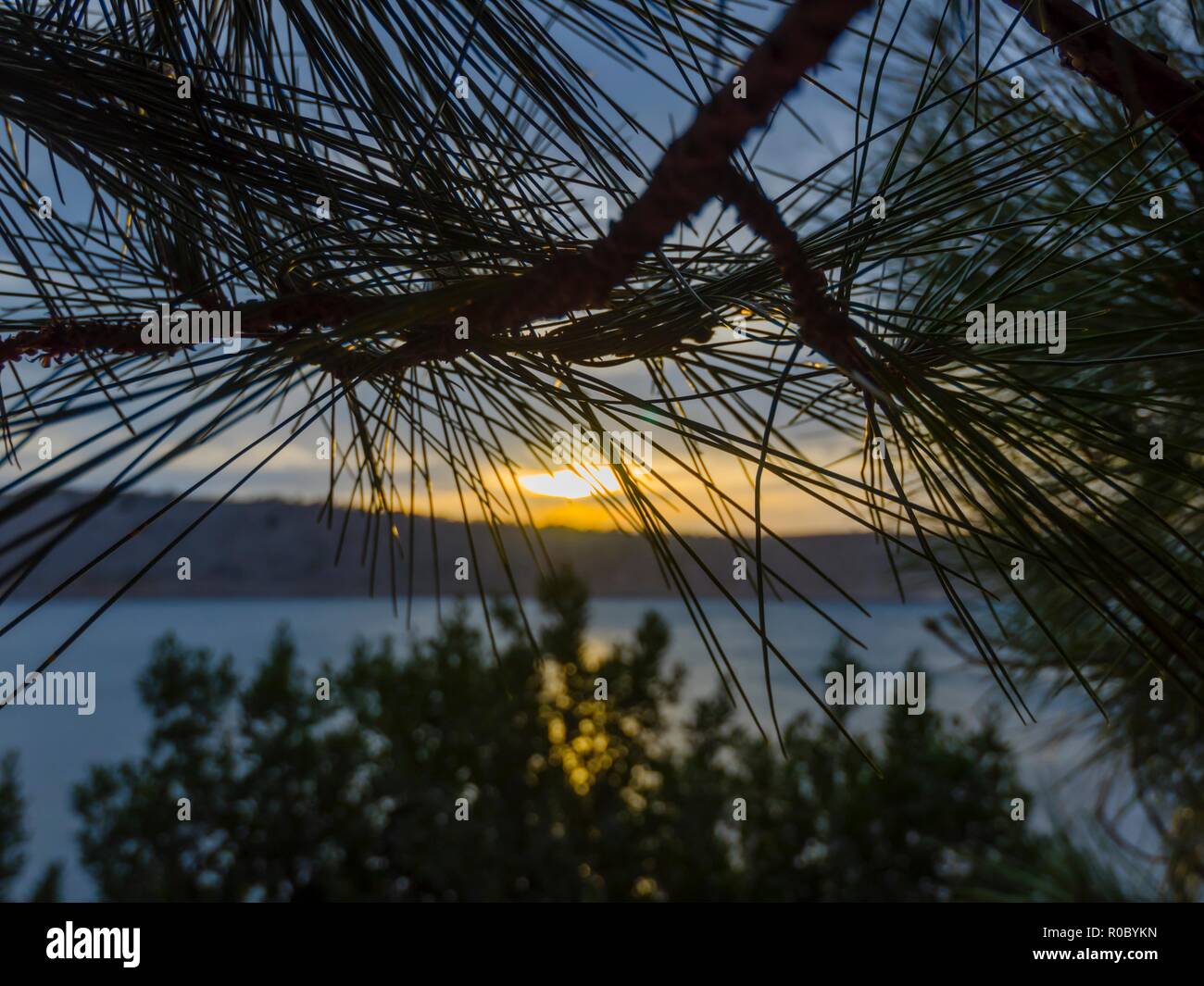 Pino lascia il ramo di albero tramonto closeup close-up Foto Stock
