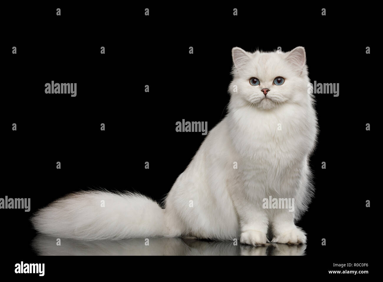 Adorabili razza britannica Cat di colore bianco con gli occhi blu, seduto e guardando nella telecamera isolata su sfondo nero, vista frontale Foto Stock
