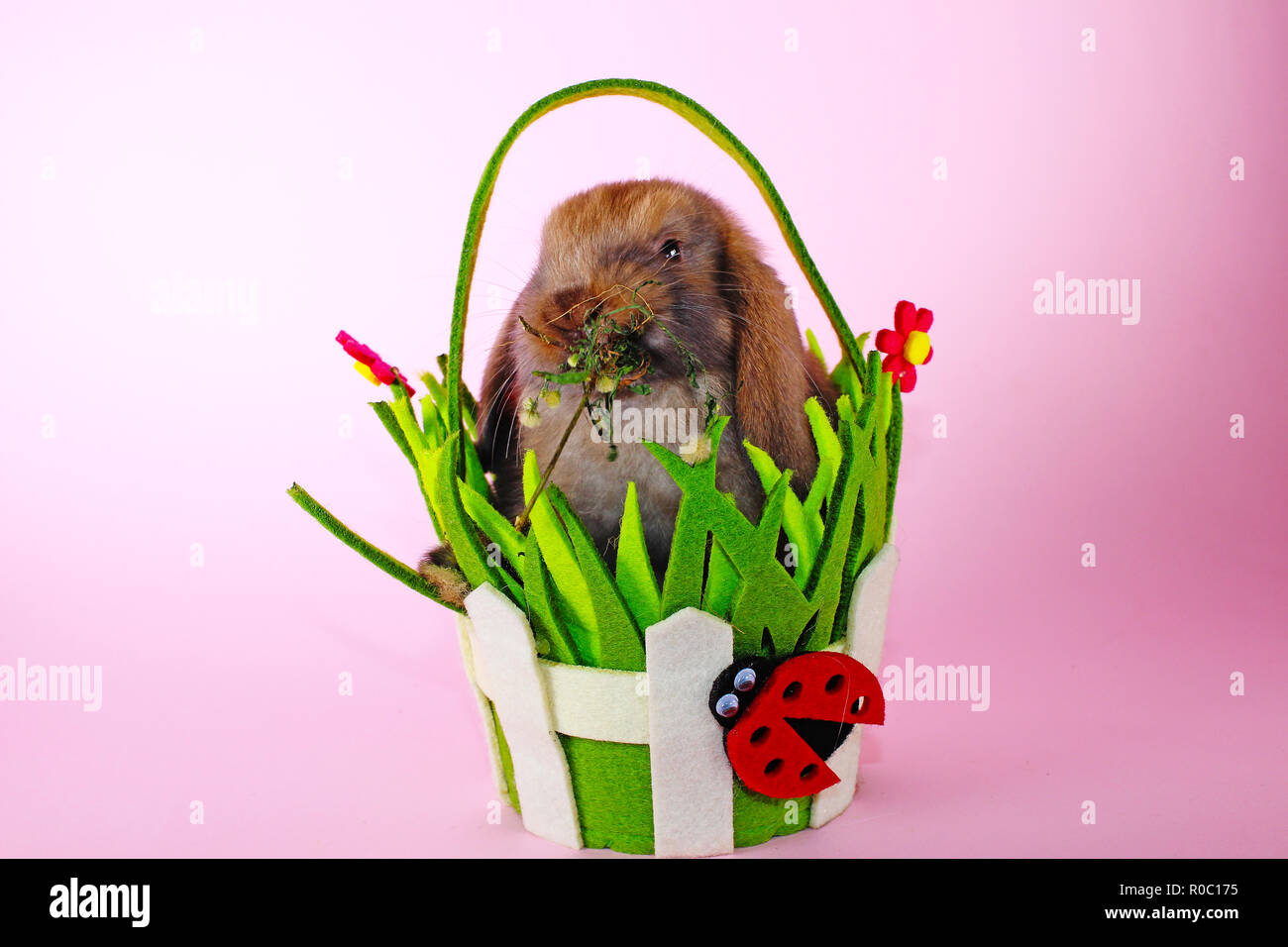 Carino piccolo giovane bunny rabbit lop eared conigli nani Foto Stock
