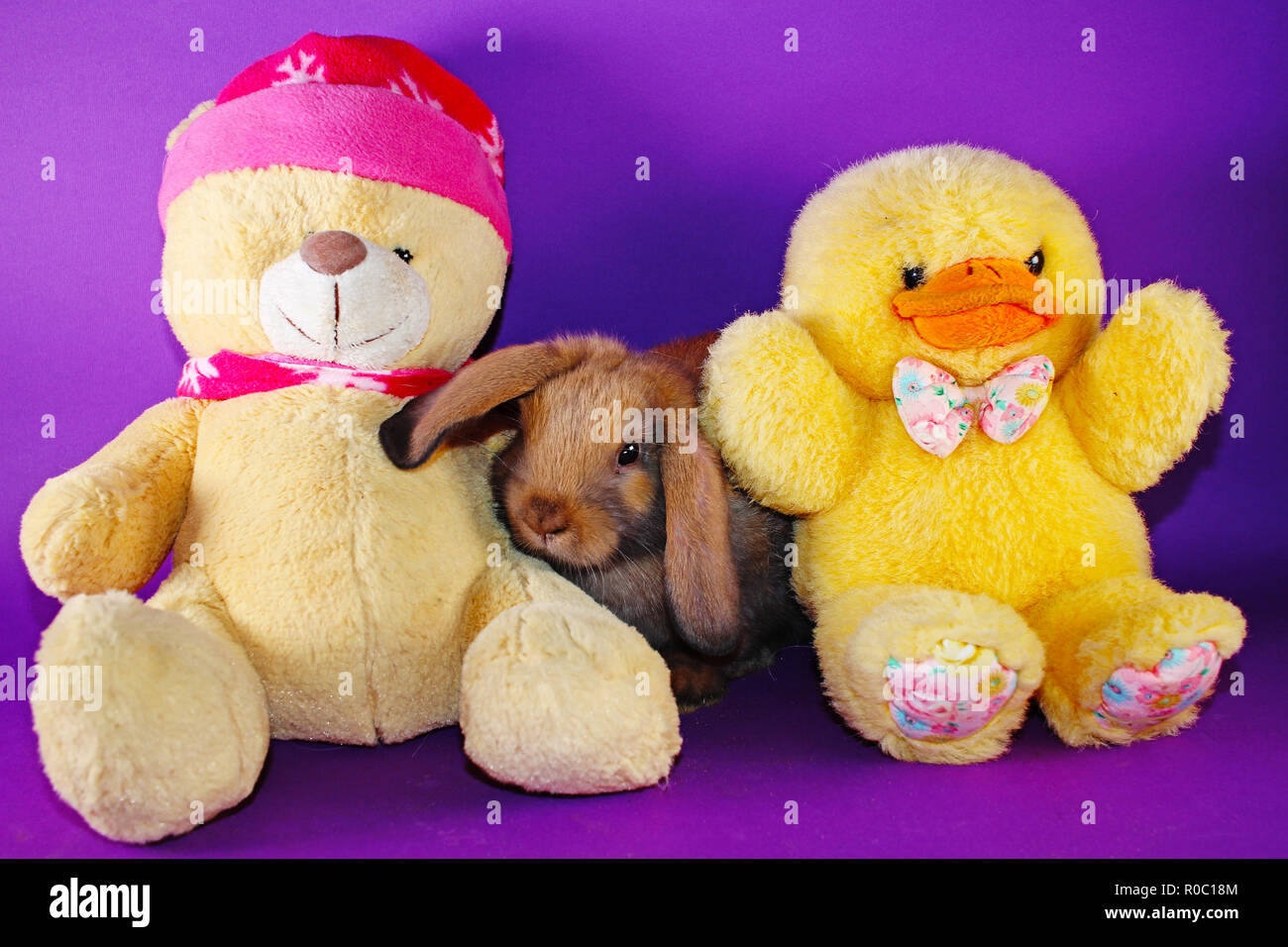 Carino piccolo giovane bunny rabbit lop eared conigli nani Foto Stock