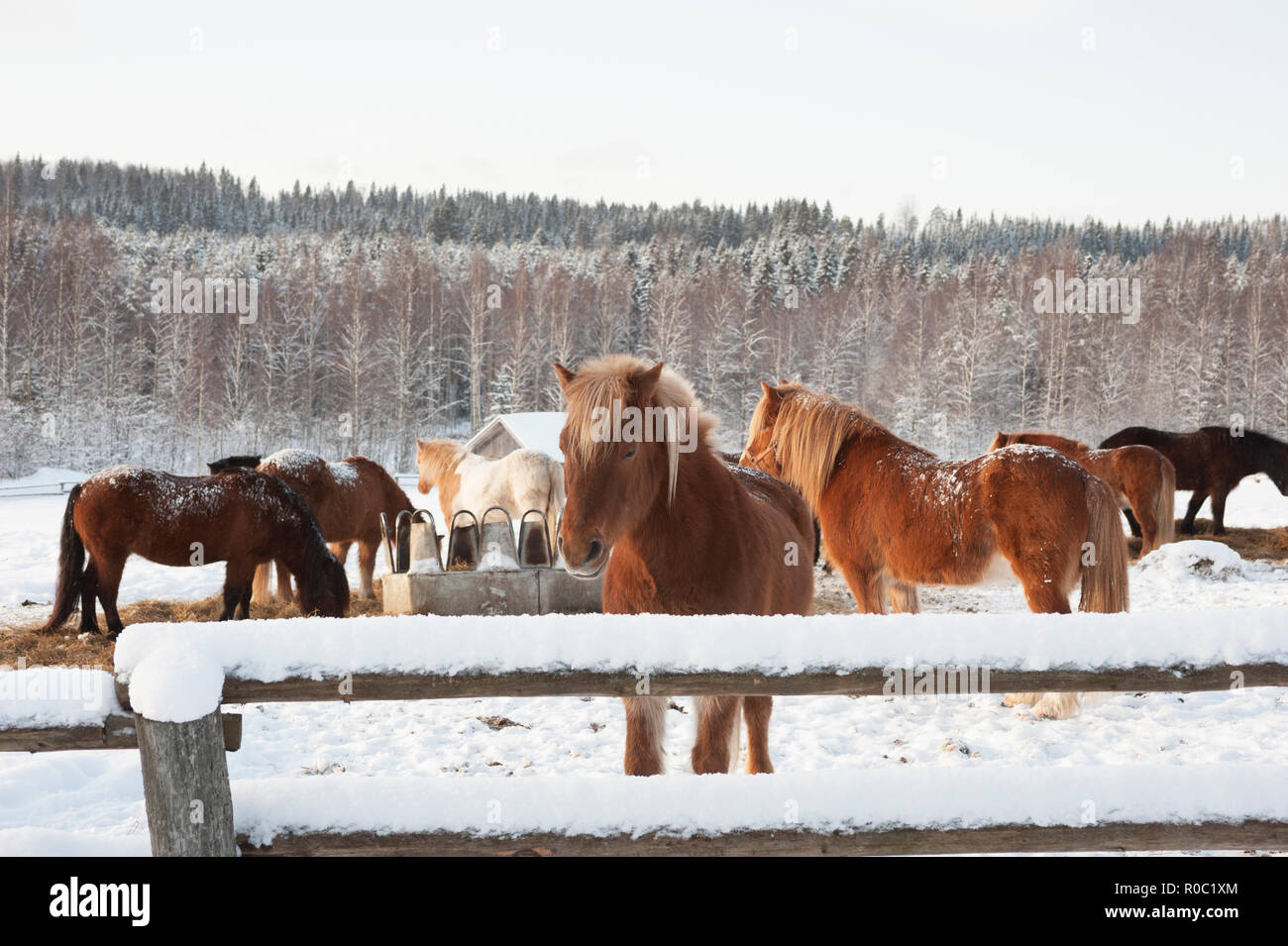 Cavalli islandesi in pascoli innevati. Paesaggio invernale dalla Finlandia. Foto Stock