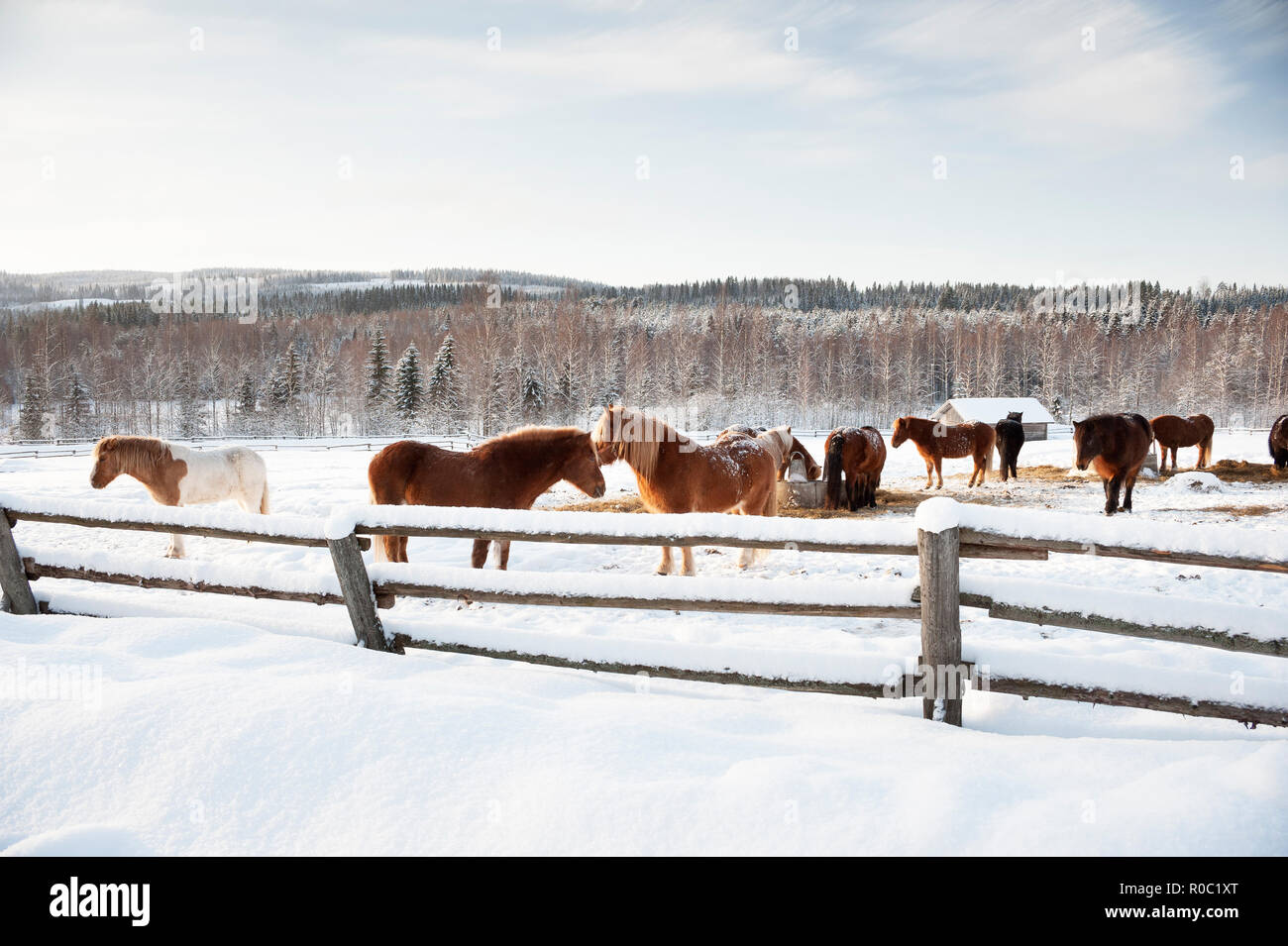 Cavalli islandesi in pascoli innevati. Paesaggio invernale dalla Finlandia. Foto Stock